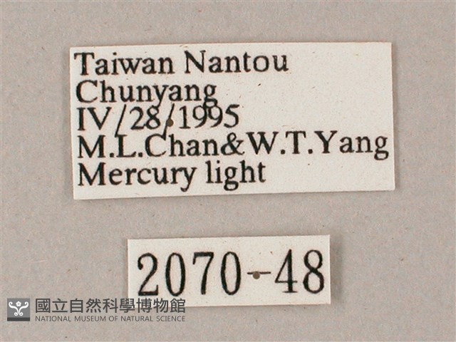 榆綠天蛾藏品圖，第3張