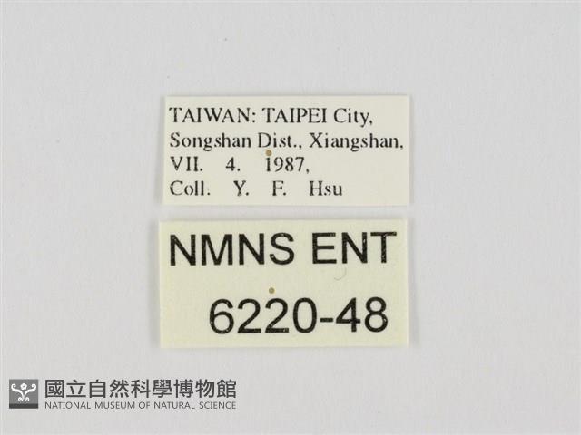 小黃星弄蝶藏品圖，第3張