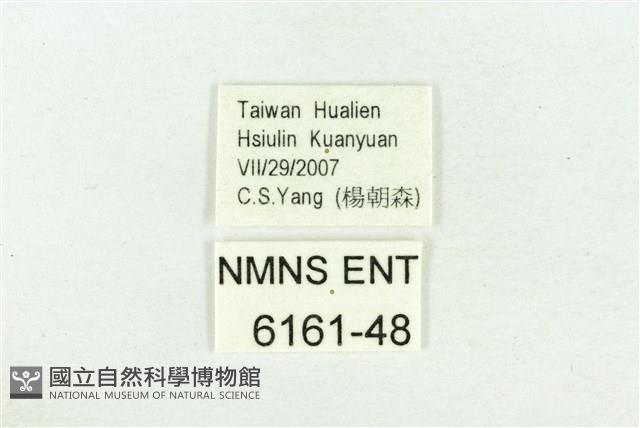 臺灣鐵灰蝶藏品圖，第3張