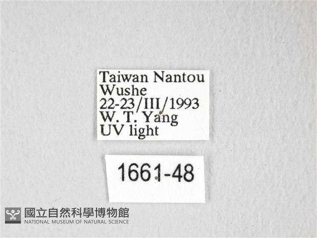 雙角小黑枯葉蛾藏品圖，第3張