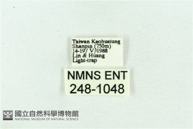 菊池污燈蛾藏品圖，第3張