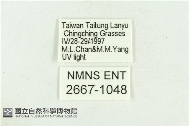 弧角散紋夜蛾藏品圖，第3張