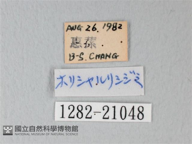 細邊琉灰蝶藏品圖，第3張