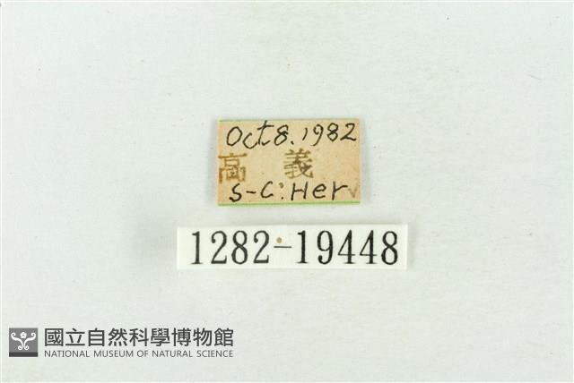 印華波紋蛾藏品圖，第3張