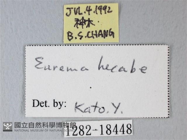 荷氏黃蝶藏品圖，第3張