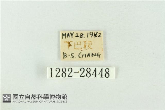 連珠波紋蛾藏品圖，第3張