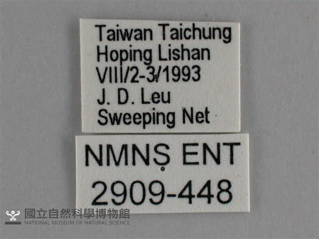 臺灣鉤粉蝶藏品圖，第3張