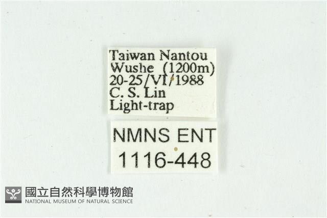 白斑散紋夜蛾藏品圖，第3張