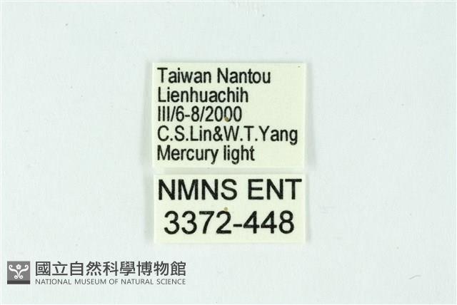 三條橙燈蛾藏品圖，第3張