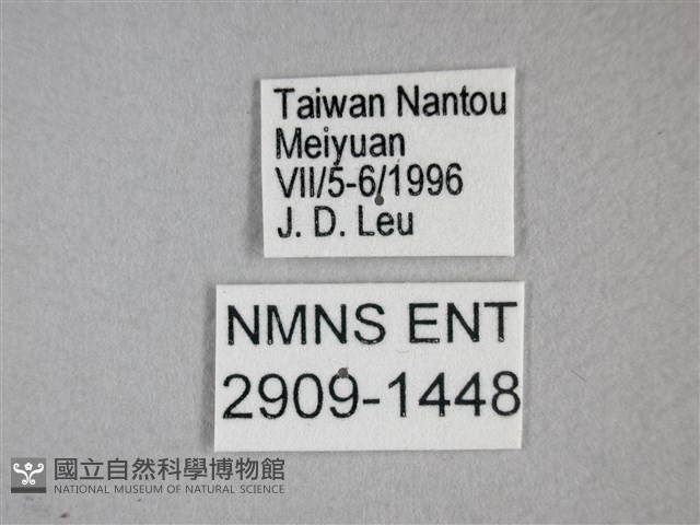 枯葉蝶藏品圖，第3張
