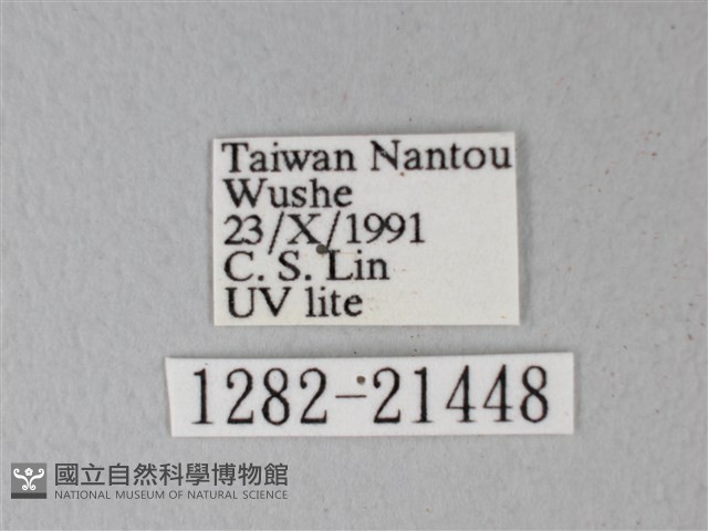 隱錨紋蛾藏品圖，第3張