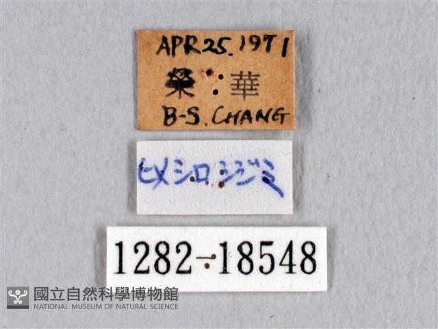 瓏灰蝶藏品圖，第3張