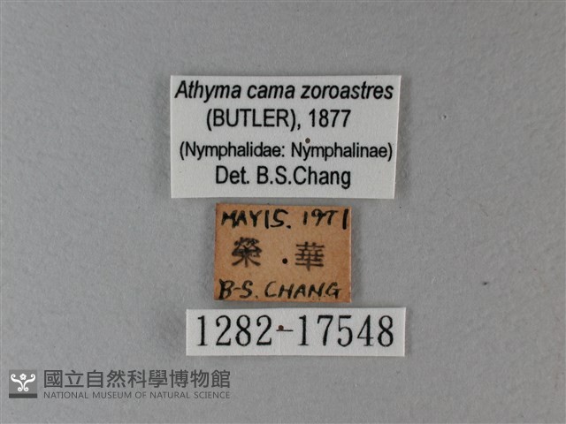 雙色帶蛺蝶藏品圖，第3張