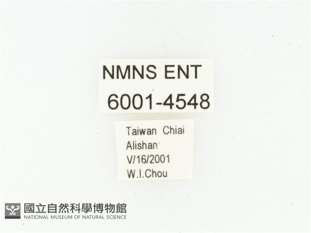 巴蘭陷紋金龜藏品圖，第2張
