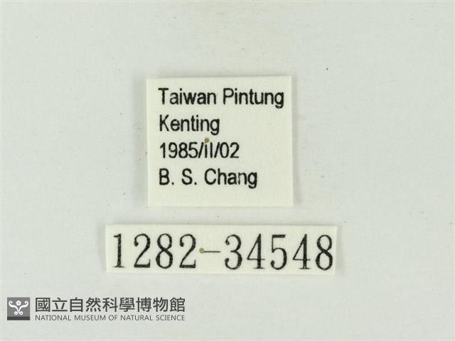 玳灰蝶藏品圖，第3張