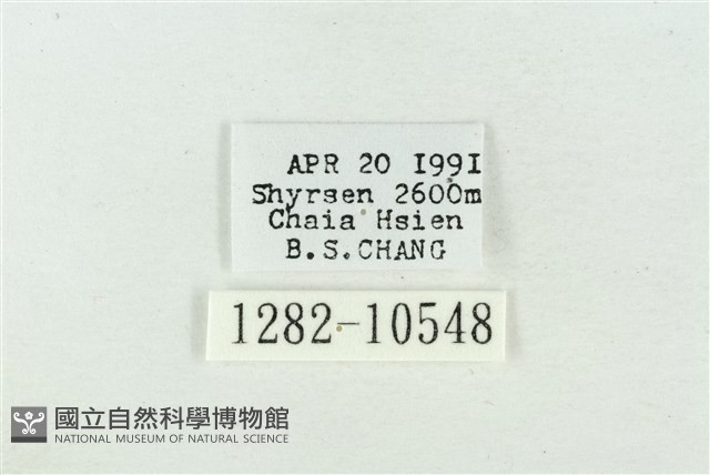 臺美波紋蛾藏品圖，第3張