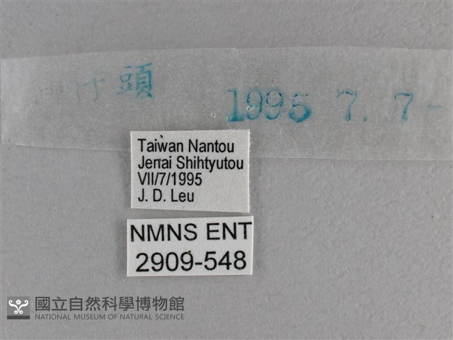 小雙尾蛺蝶藏品圖，第3張