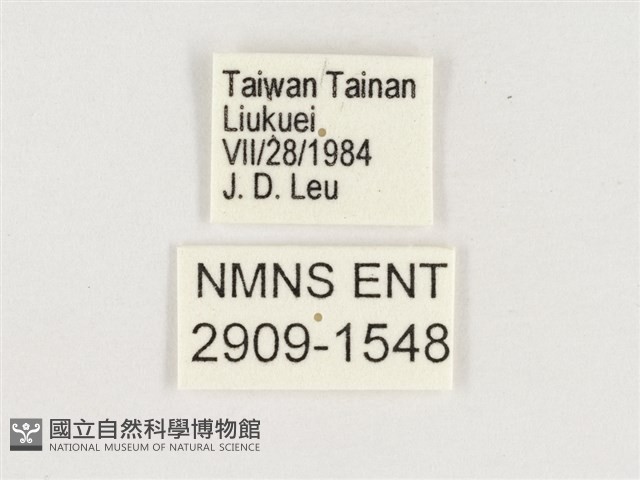 淺色眉眼蝶藏品圖，第3張