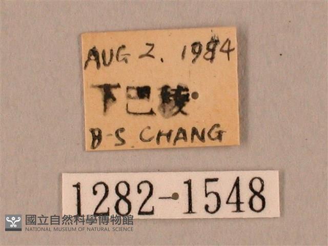 裂斑鷹翅天蛾藏品圖，第3張