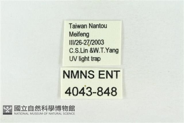 連珠波紋蛾藏品圖，第3張