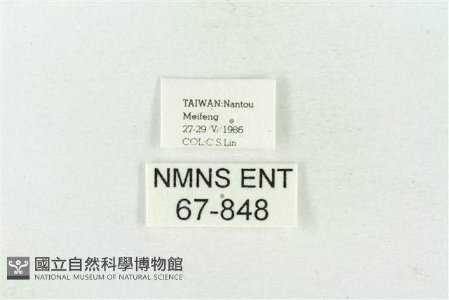 連珠波紋蛾藏品圖，第3張