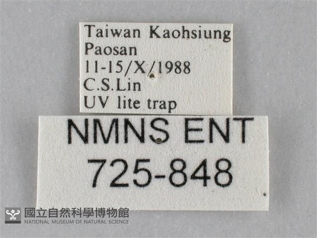 斜紋夜盜蛾藏品圖，第3張