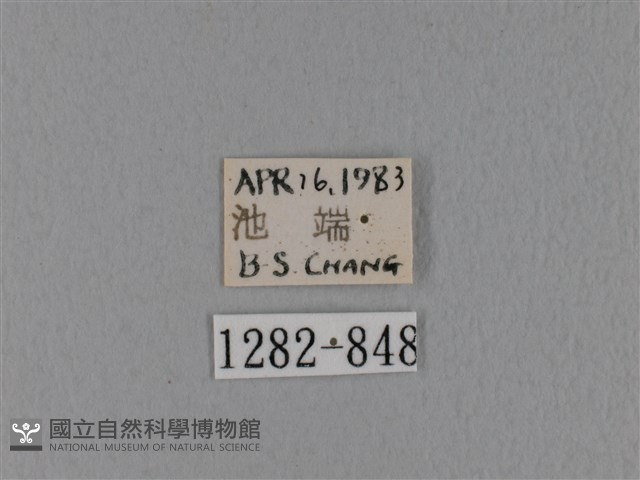 隱波紋枯葉蛾藏品圖，第3張