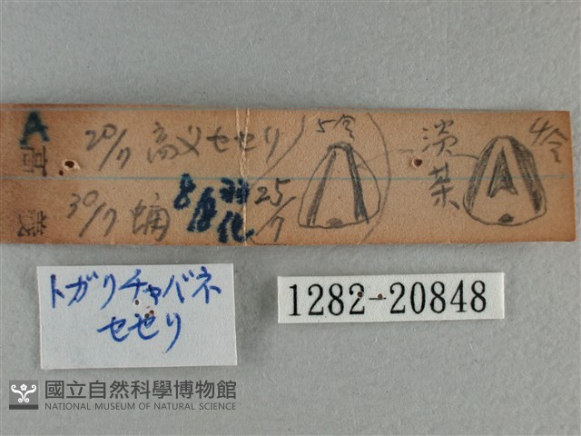 尖翅褐弄蝶藏品圖，第3張
