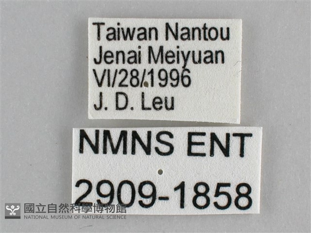 金鎧蛺蝶藏品圖，第3張