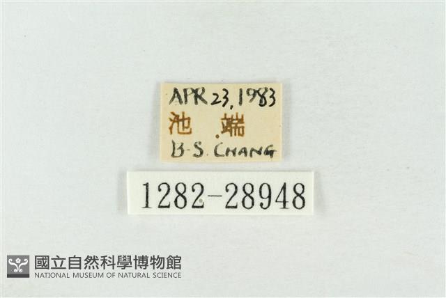 連珠波紋蛾藏品圖，第3張