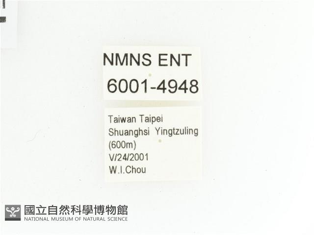 綠艷金龜藏品圖，第2張