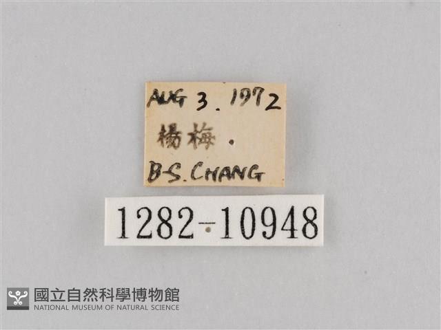 斜紋夜盜蛾藏品圖，第3張