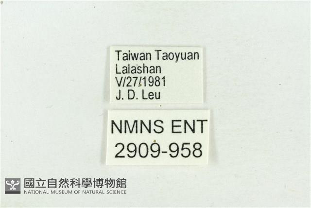 阿里山鐵灰蝶藏品圖，第3張