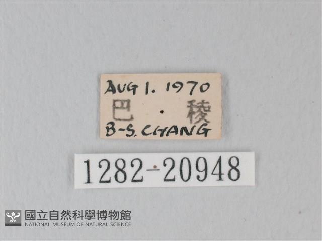 靛色琉灰蝶藏品圖，第3張