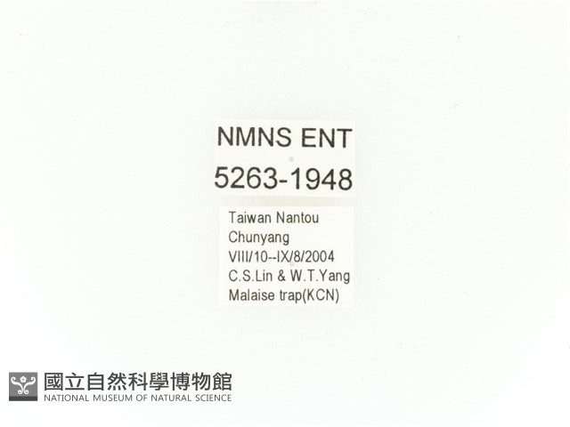 小扇角金龜藏品圖，第2張