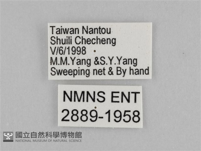 切翅眉眼蝶藏品圖，第3張