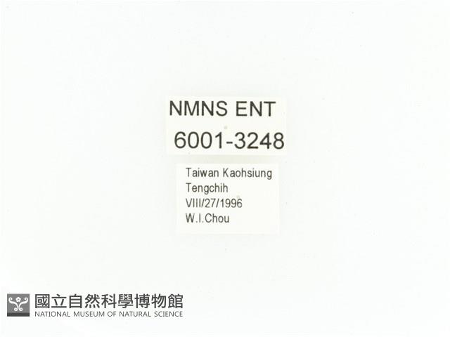 小扇角金龜藏品圖，第2張