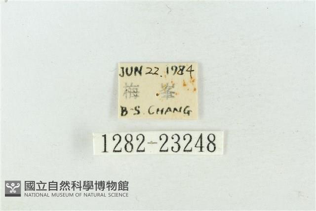 連珠波紋蛾藏品圖，第3張