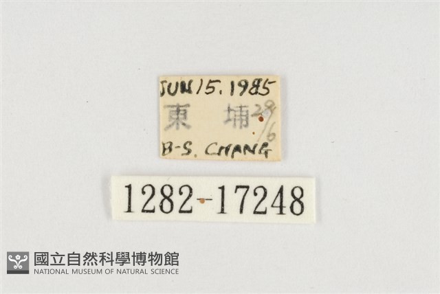 小紫斑蝶藏品圖，第3張