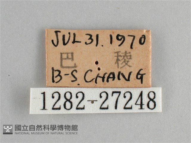 黑脈樺斑蝶藏品圖，第3張