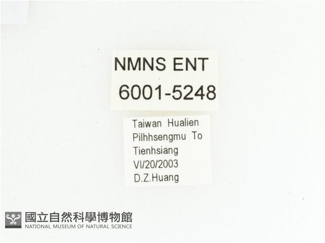 三輪長腳花金龜藏品圖，第2張