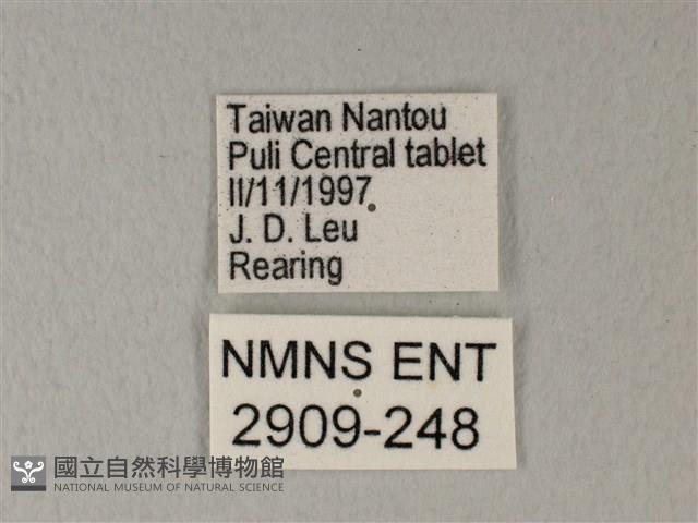 白粉蝶、紋白蝶藏品圖，第3張