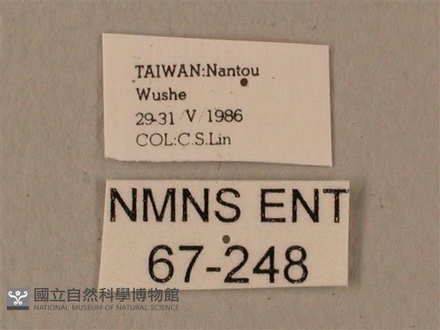 蝦殼天蛾藏品圖，第3張