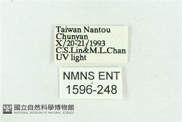 粉紅帶散紋夜蛾藏品圖，第3張