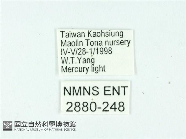 長腳大織蛾藏品圖，第3張