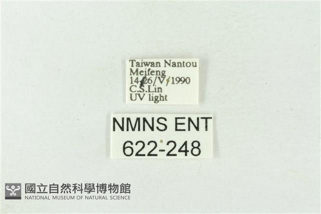 棍棒污燈蛾藏品圖，第3張