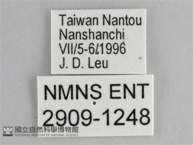 鋸粉蝶藏品圖，第3張