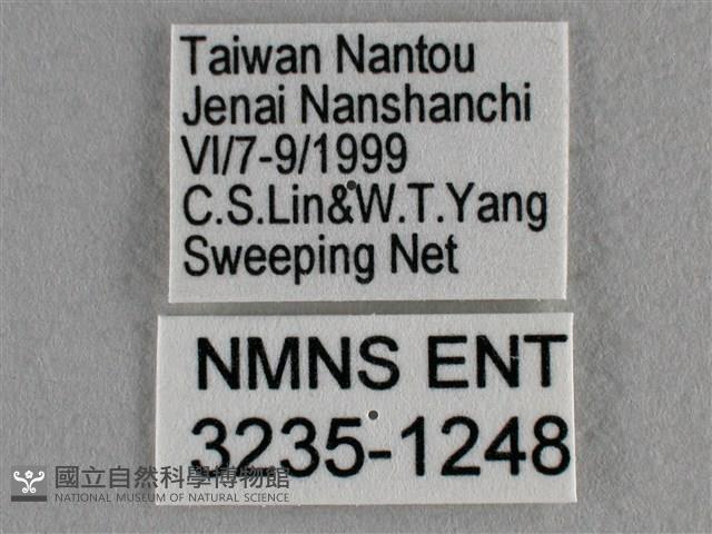 紫日灰蝶藏品圖，第3張