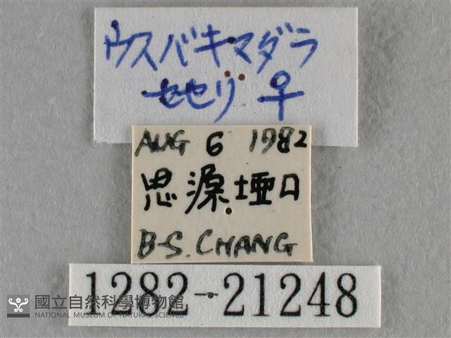 臺灣赭弄蝶藏品圖，第3張