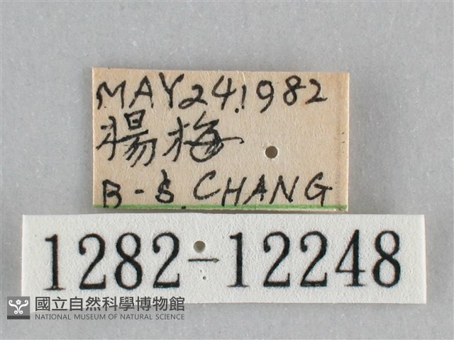 橙帶藍尺蛾藏品圖，第3張